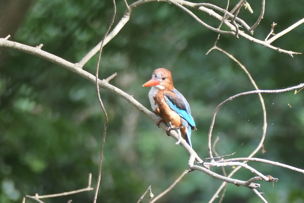 ledňáček hnědohlavý - ML643337340