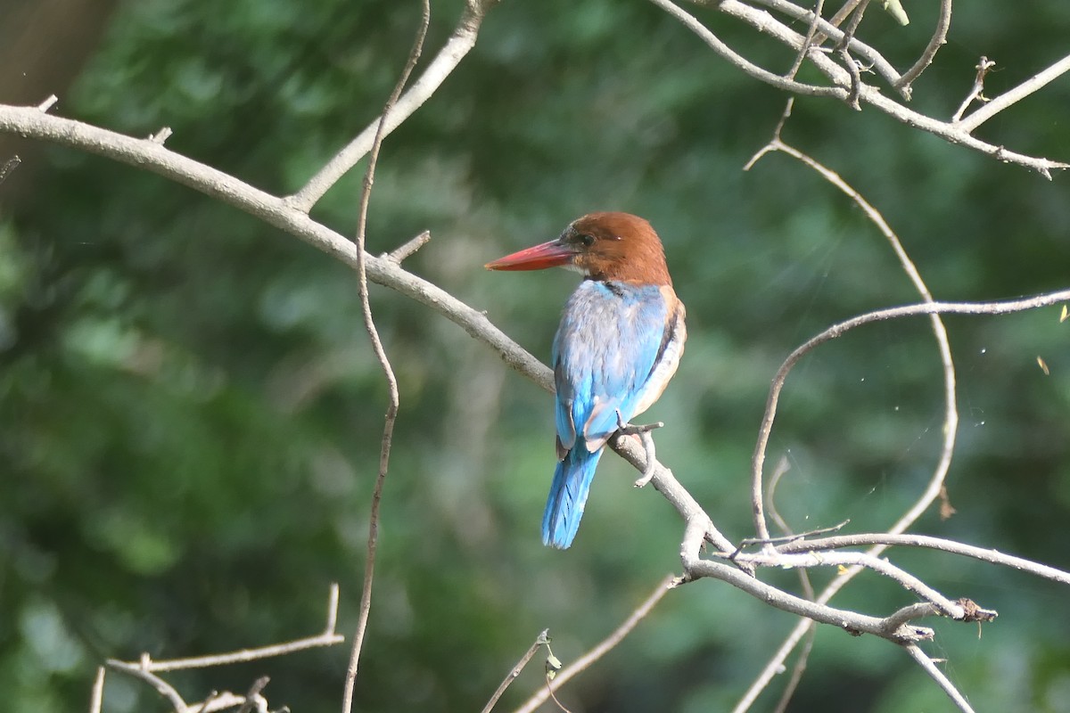 ledňáček hnědohlavý - ML643337341