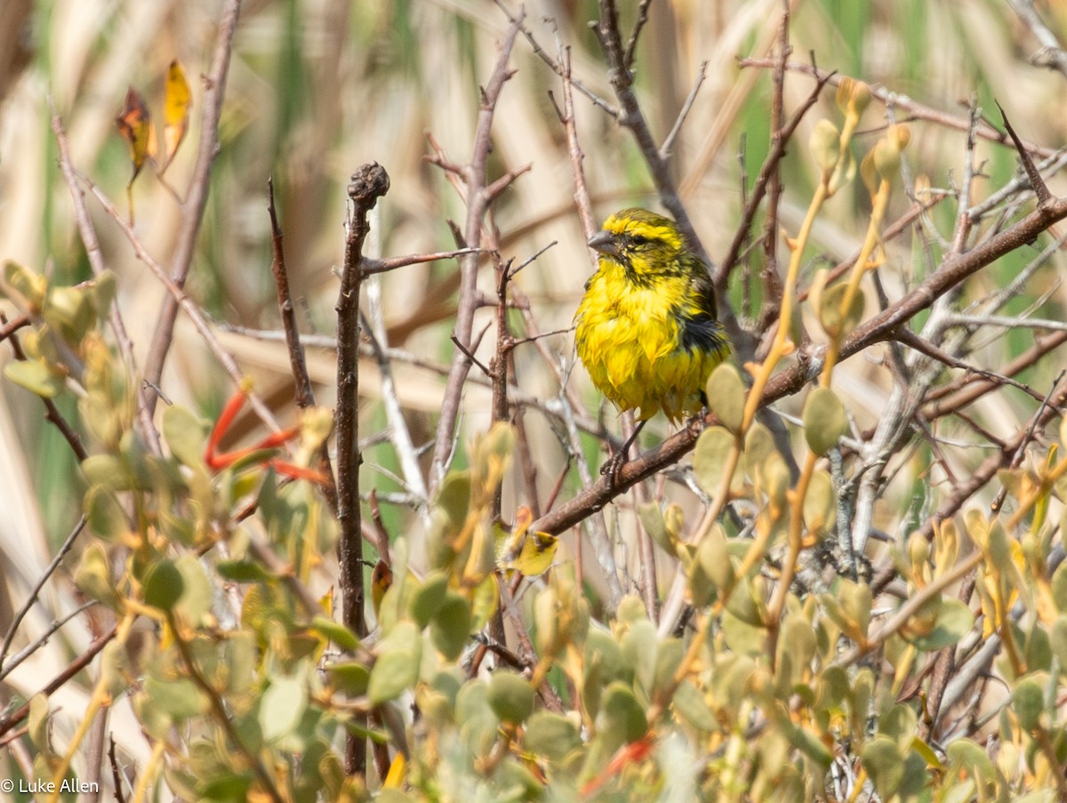 Sarı İskete - ML643337342