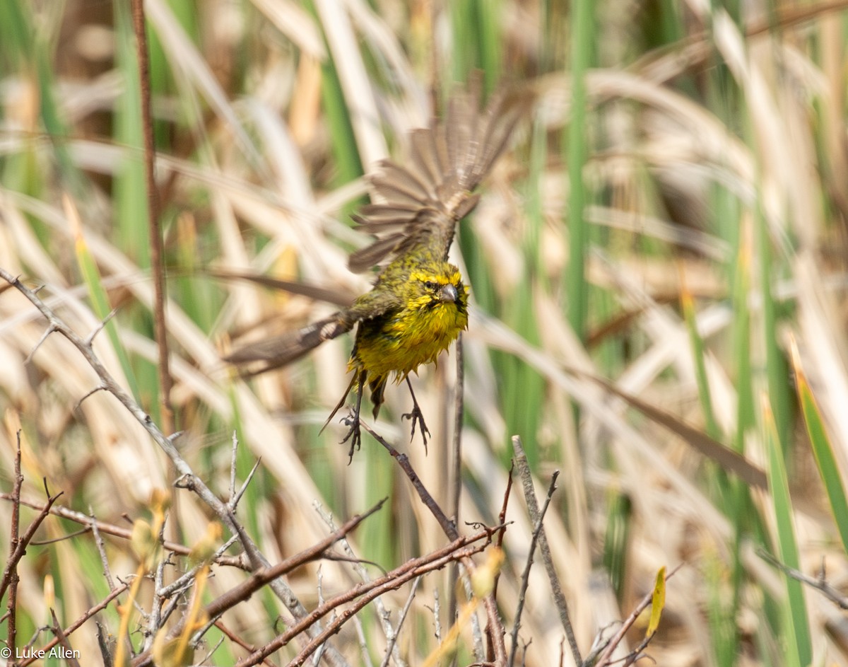 Sarı İskete - ML643337343