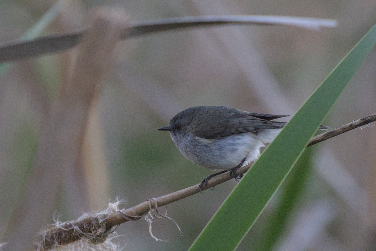 Gray Gerygone - ML643337348