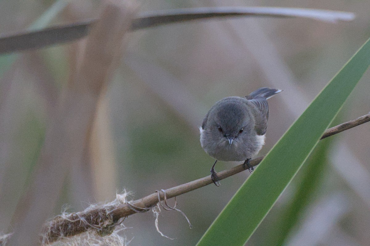 Gray Gerygone - ML643337358