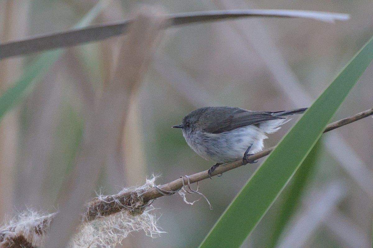 Gray Gerygone - ML643337360