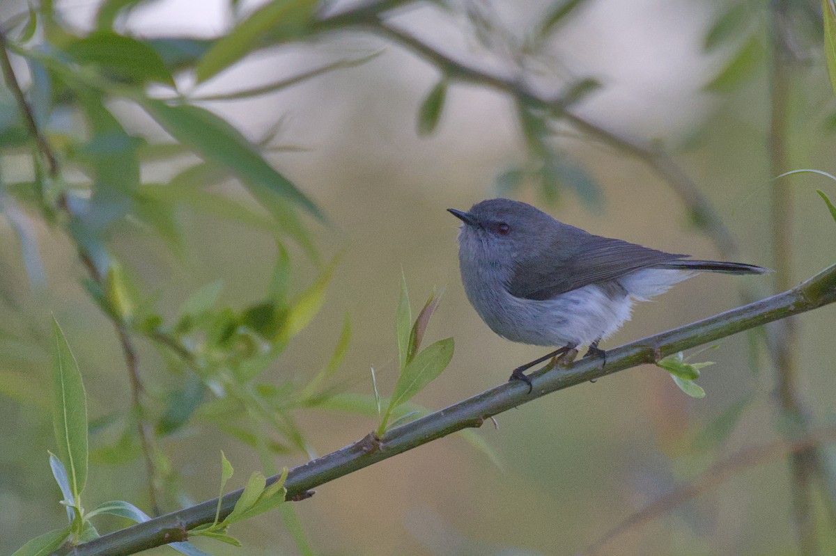 Gray Gerygone - ML643337364