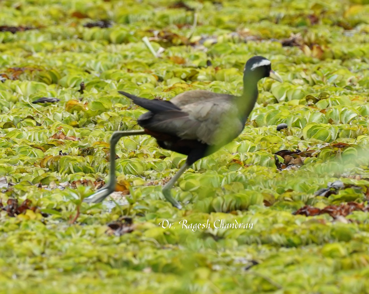 Bronze-winged Jacana - ML643337371