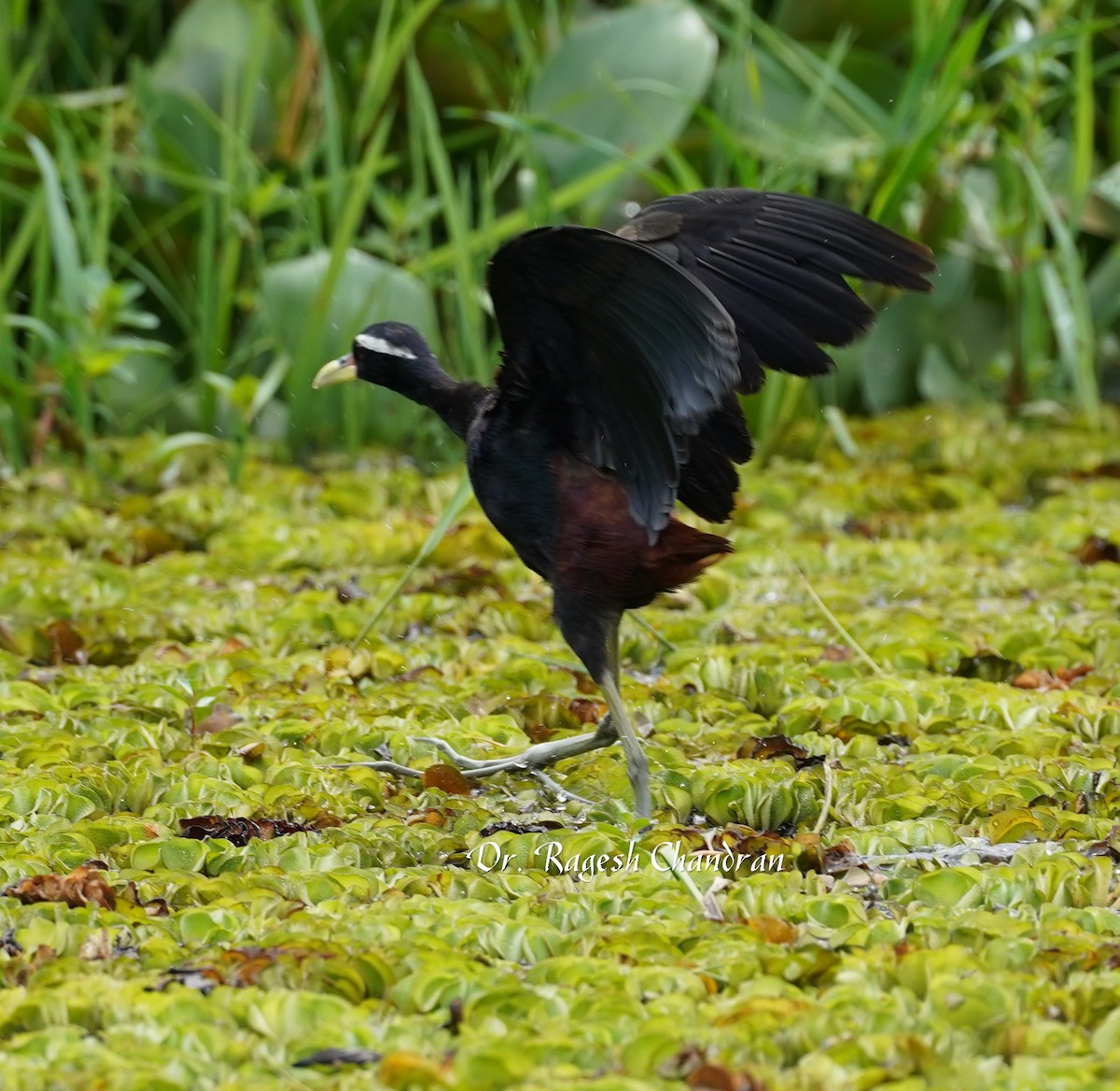 Bronze-winged Jacana - ML643337372