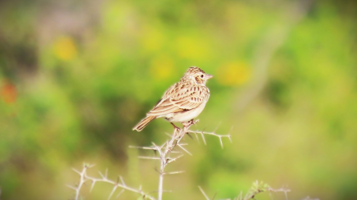 Indian Bushlark - ML643337387