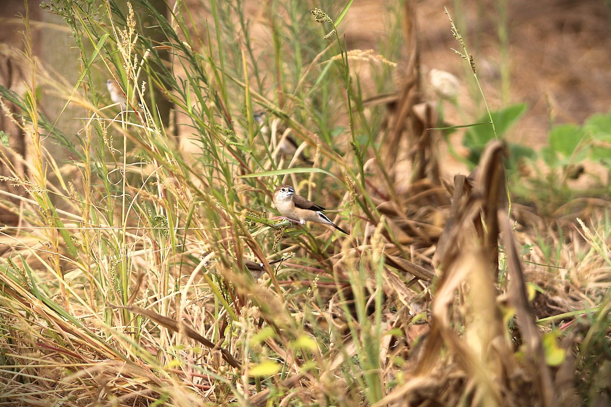 Indian Silverbill - ML643337389