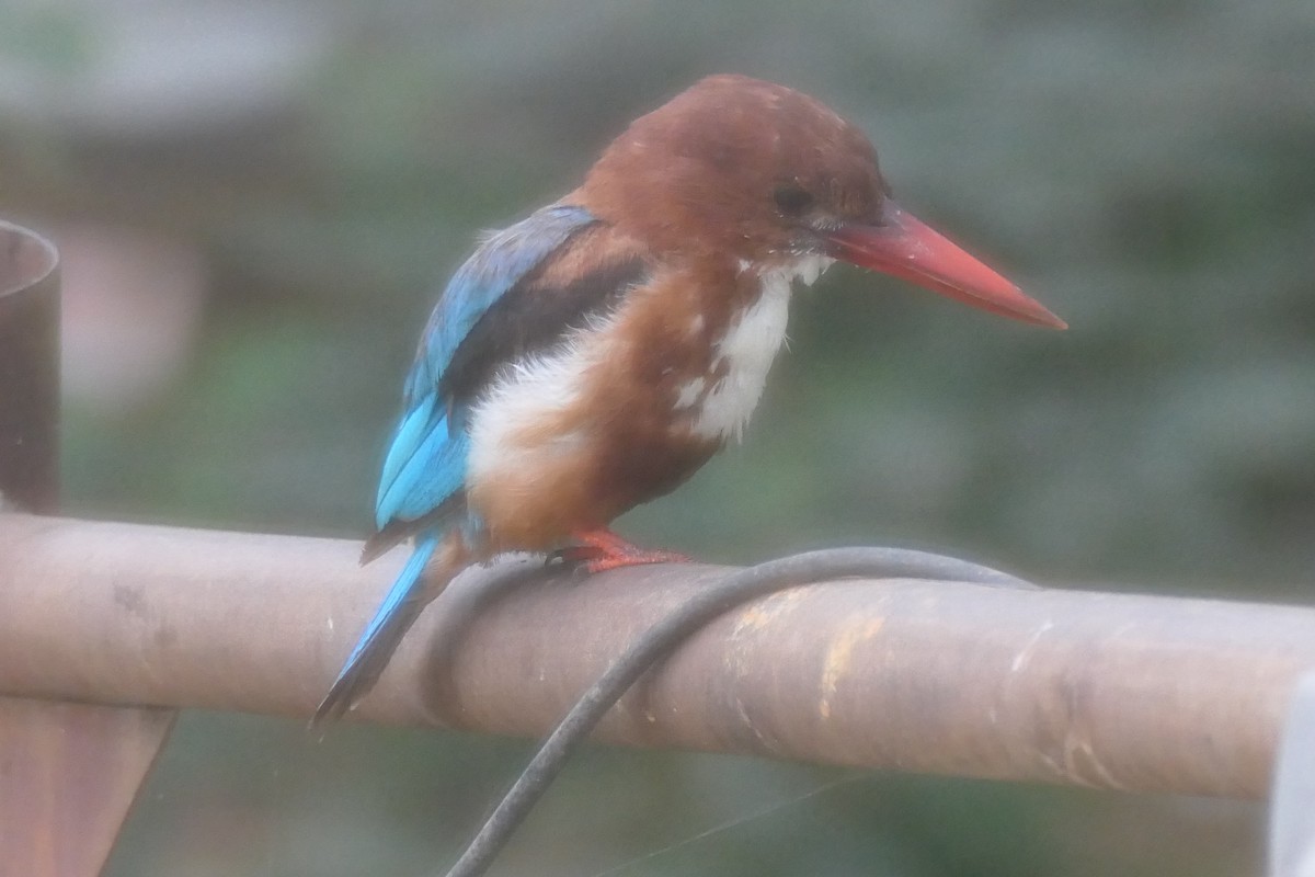 ledňáček hnědohlavý - ML643337390