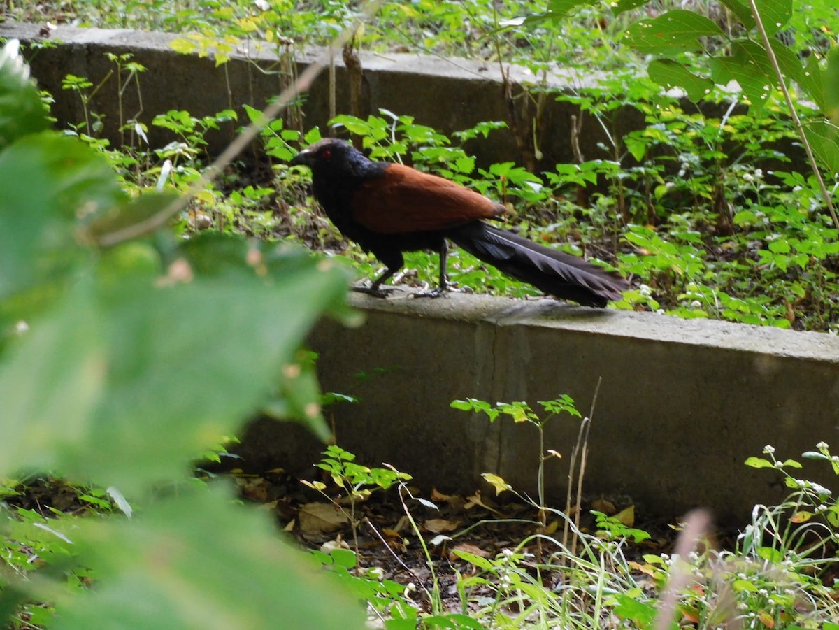 Greater Coucal - ML643337395