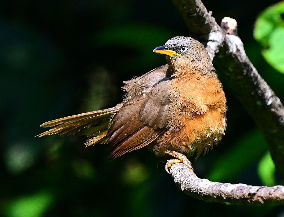 Rufous Babbler - ML643337410