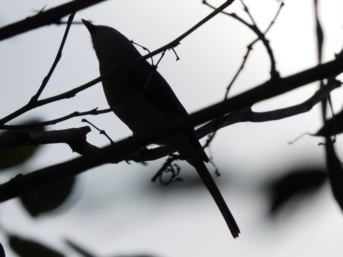 Small Minivet - ML643337423