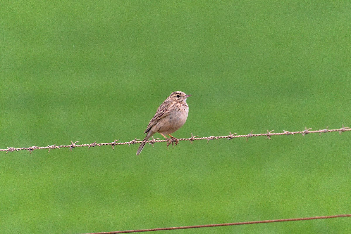Australian Pipit - ML643337425