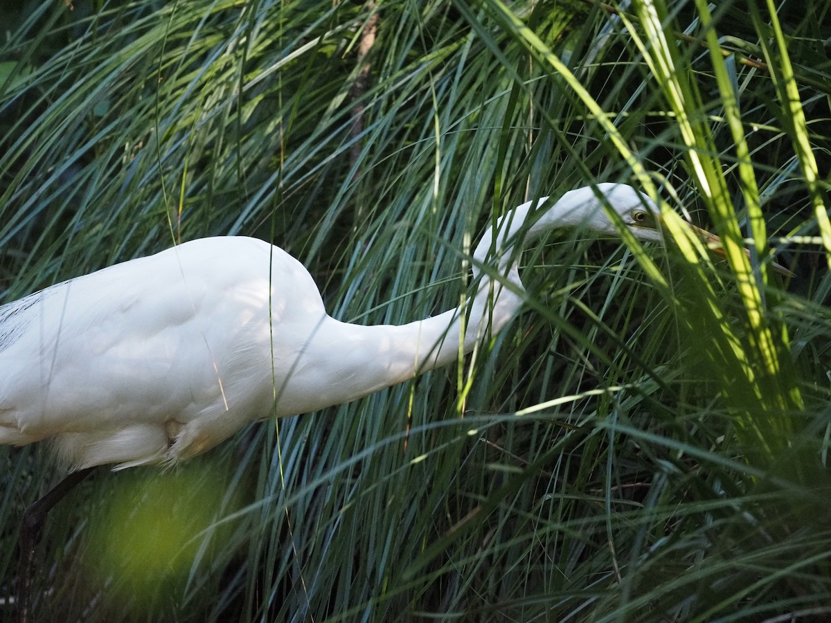 Büyük Ak Balıkçıl - ML643337445