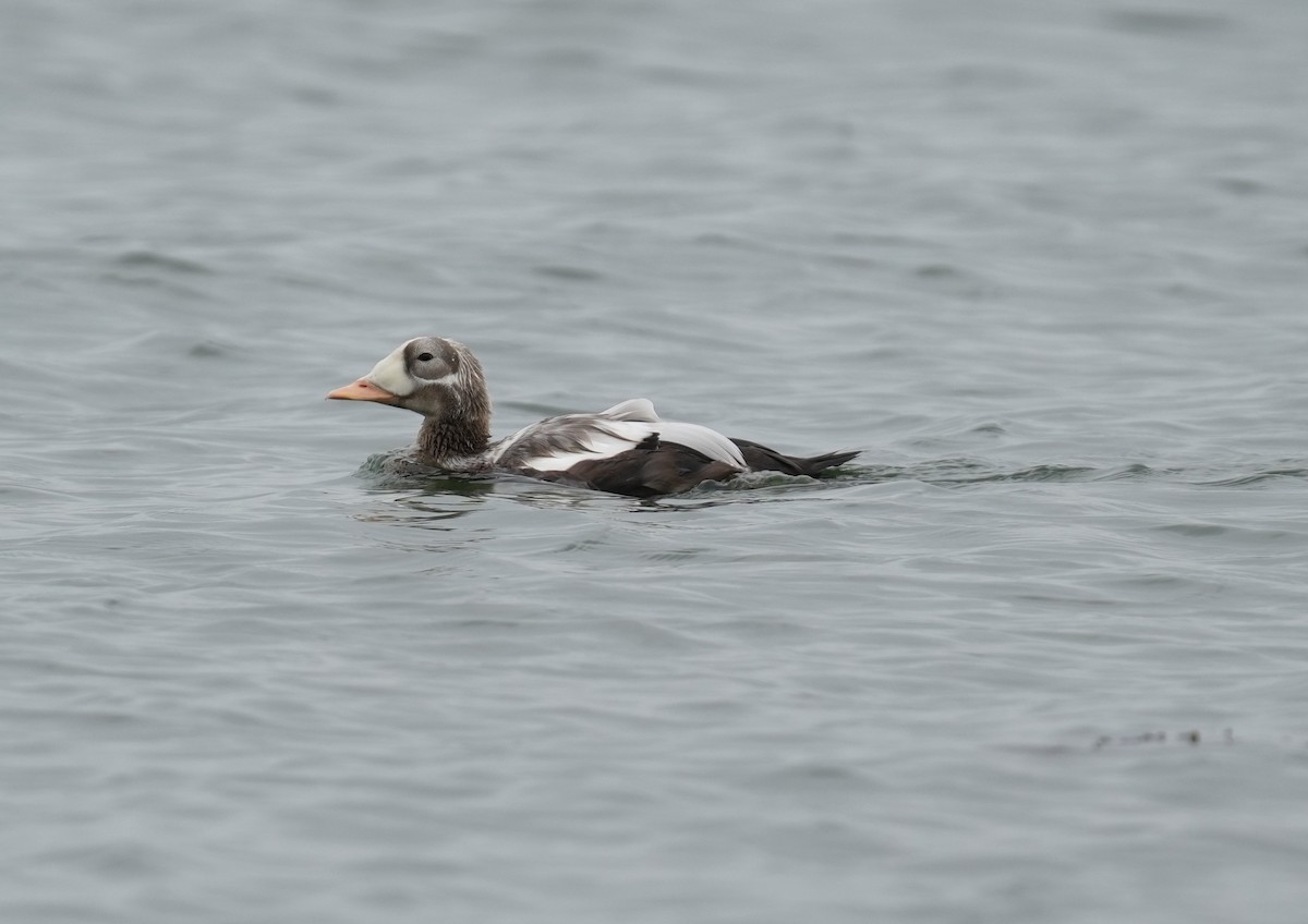 Spectacled Eider - ML643337471