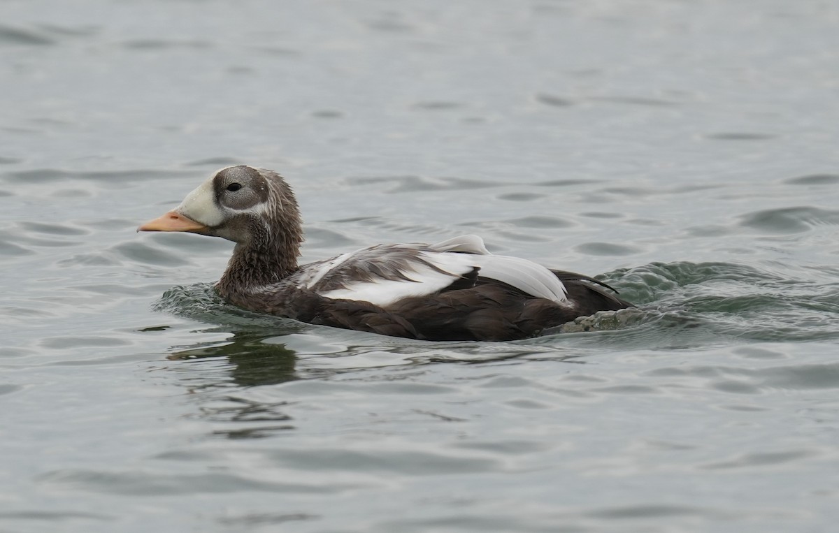 Spectacled Eider - ML643337472