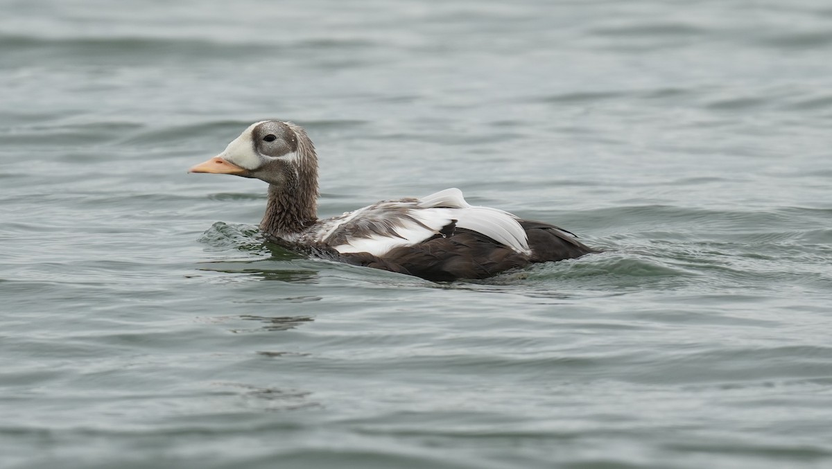Spectacled Eider - ML643337473