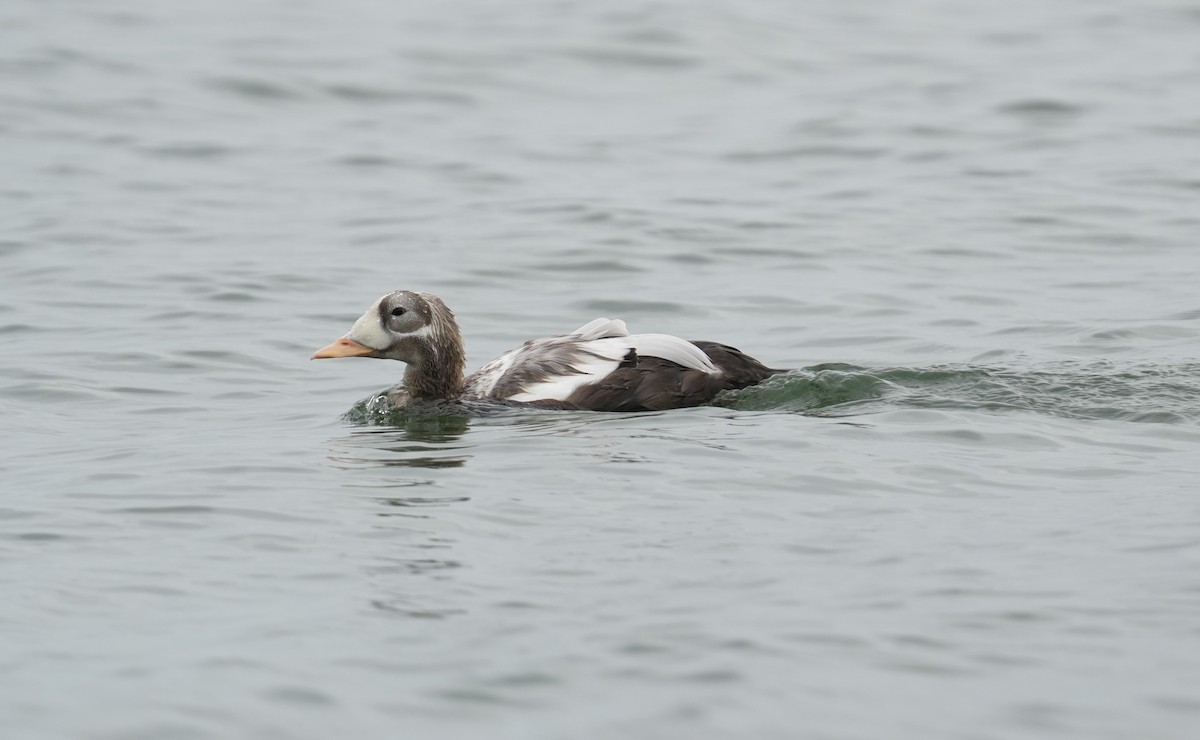 Spectacled Eider - ML643337475