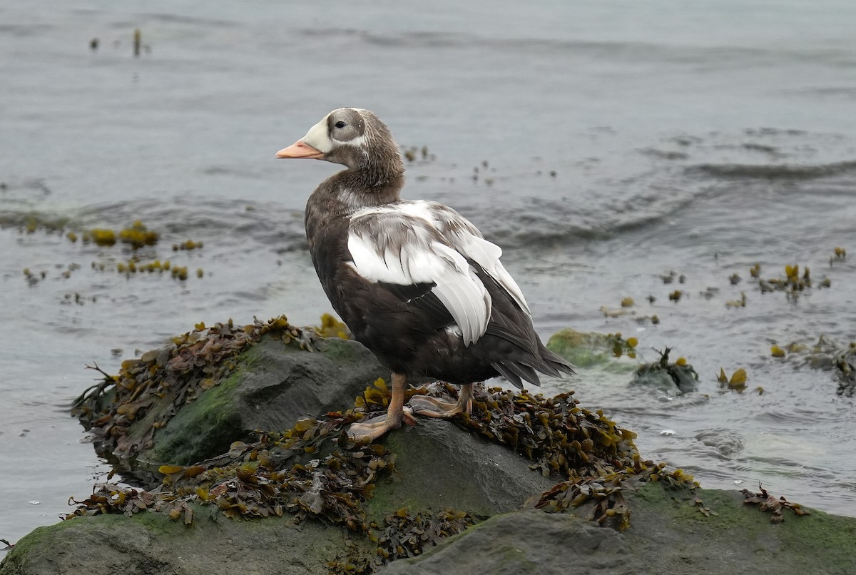 Spectacled Eider - ML643337476