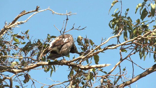 Australian Magpie (Western) - ML643337520