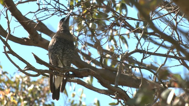 Australian Magpie (Western) - ML643337522