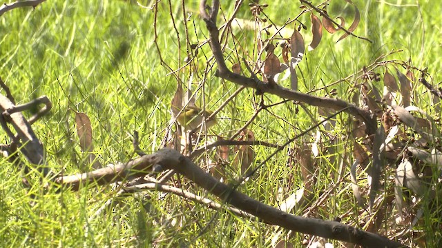 Silvereye - ML643337527