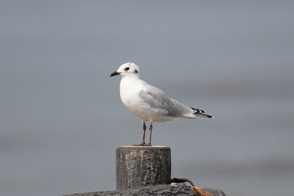 Saunders's Gull - ML643337540