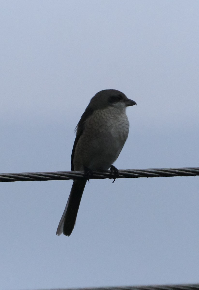 Gray-backed Shrike - ML643337566