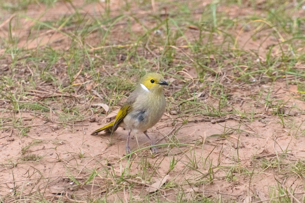 White-plumed Honeyeater - ML643337583