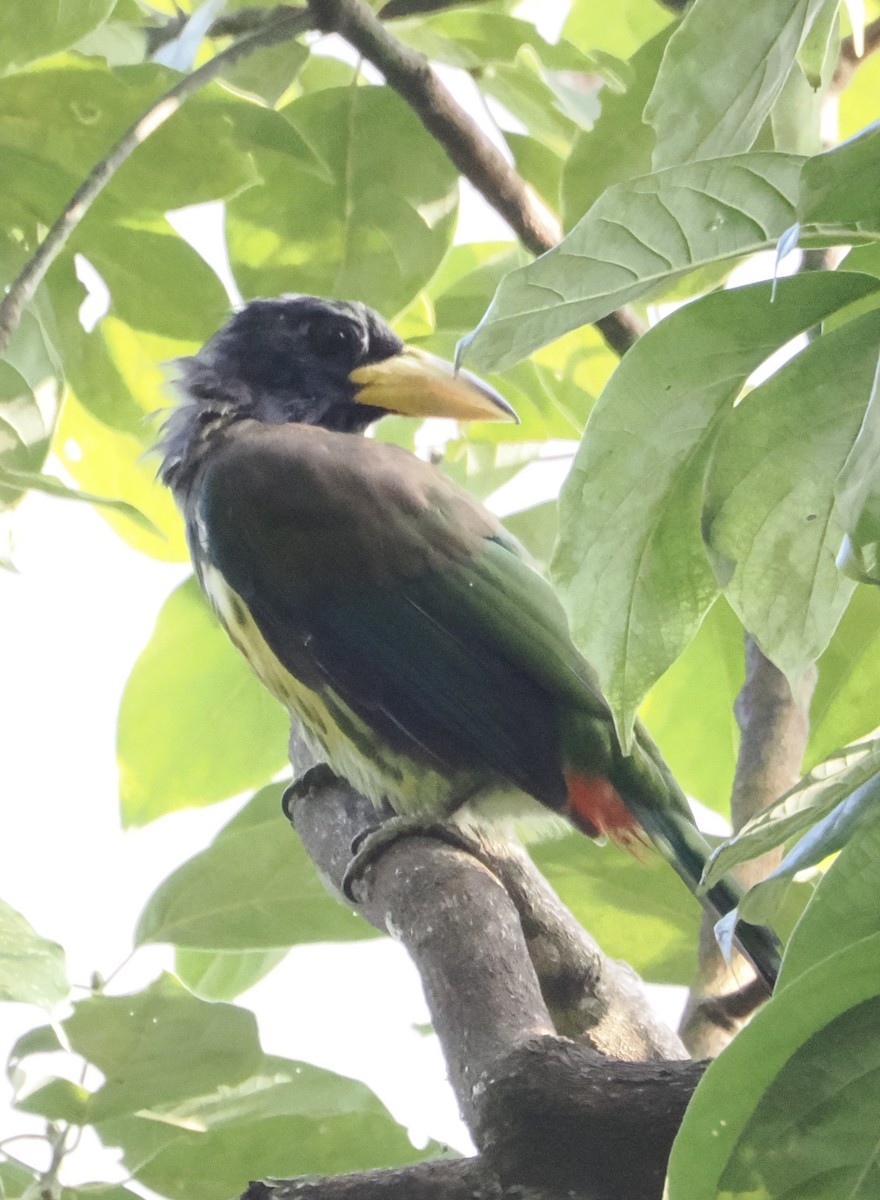 Great Barbet - ML643337584