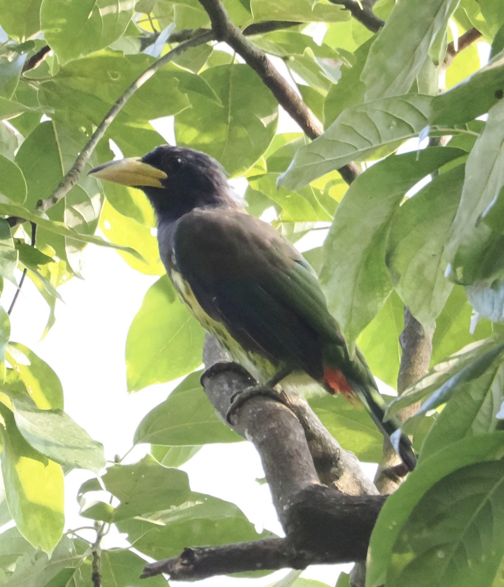 Great Barbet - ML643337585