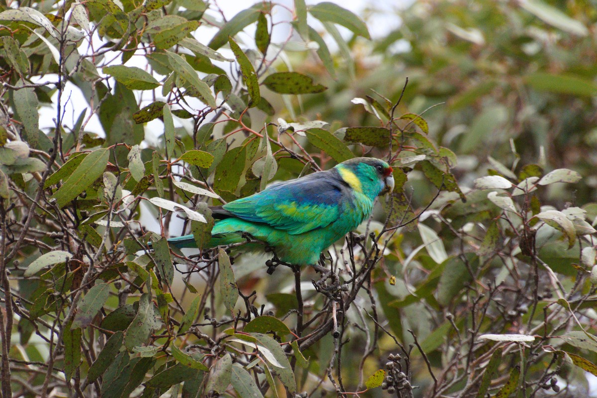 Australian Ringneck - ML643337612