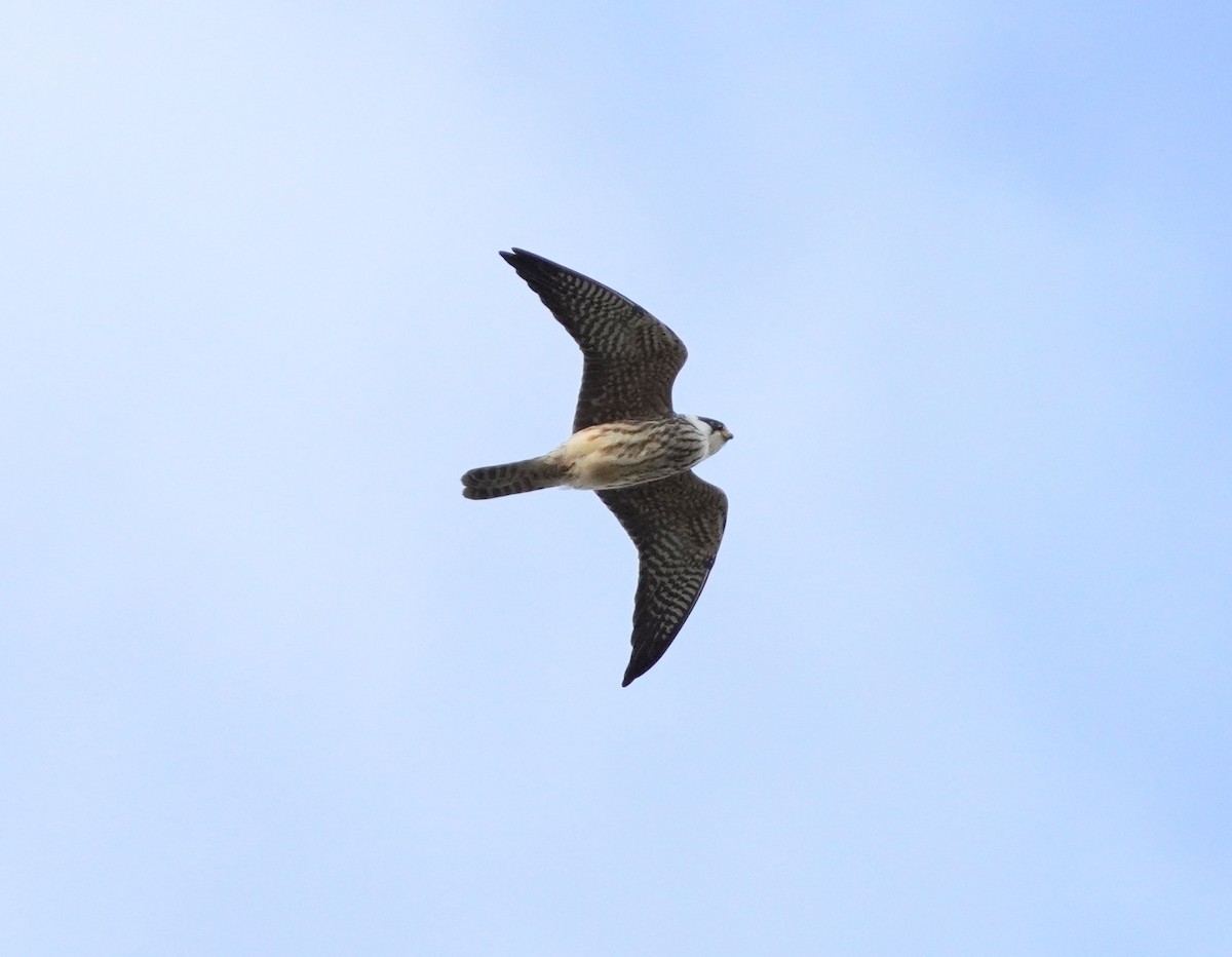 poštolka rudonohá - ML643337638