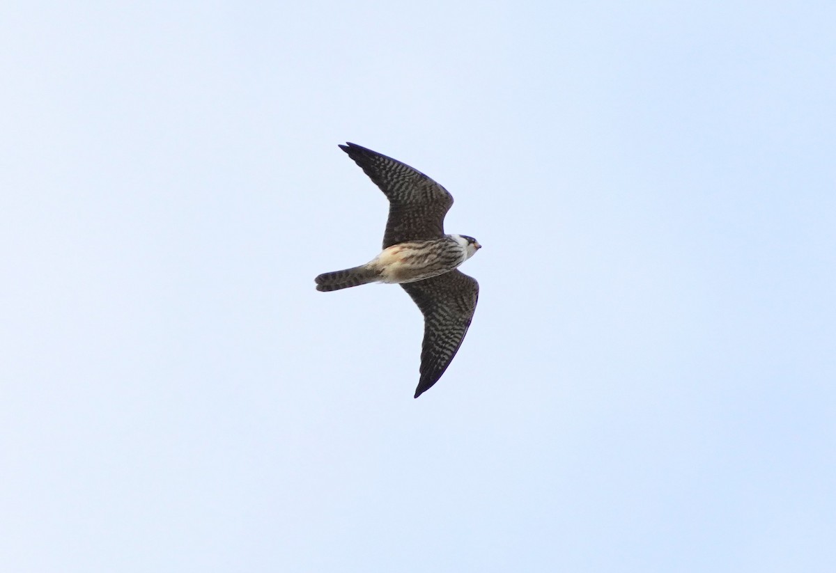 poštolka rudonohá - ML643337639