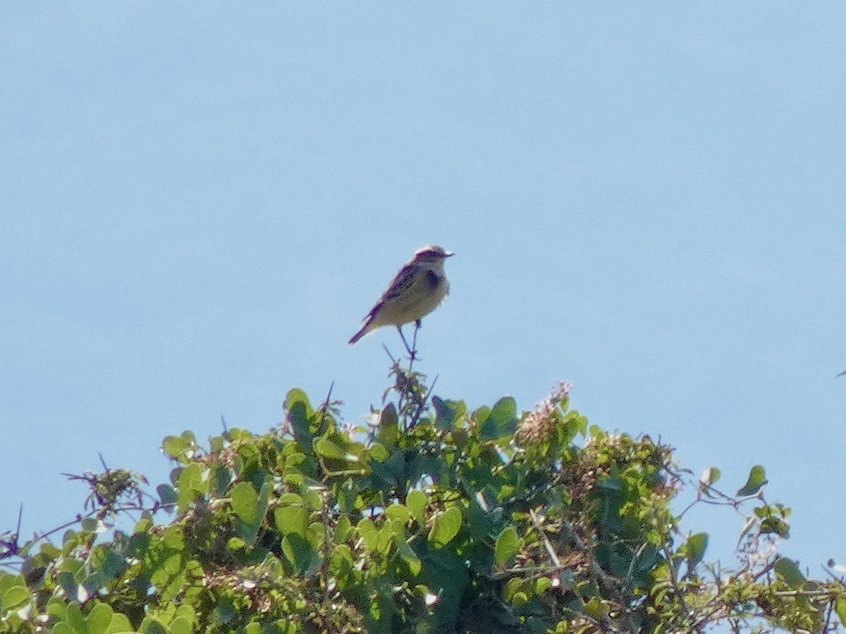 Whinchat - ML643337644