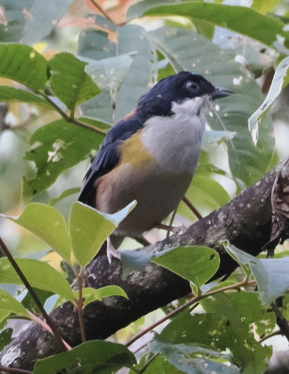 Black-headed Shrike-Babbler - ML643337682