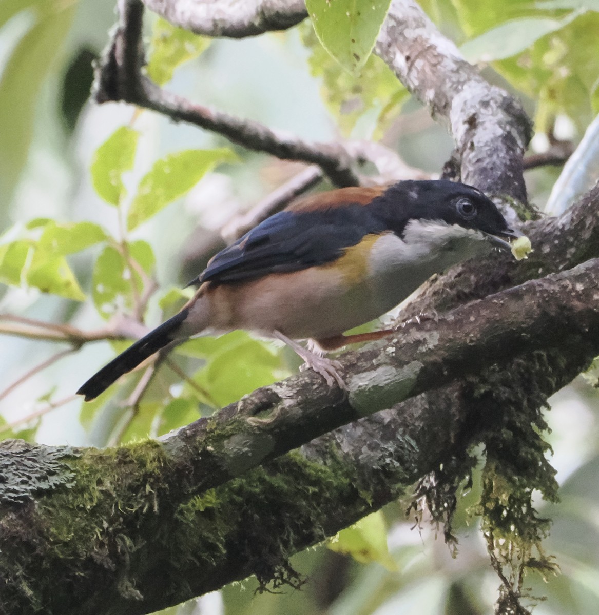 Black-headed Shrike-Babbler - ML643337683