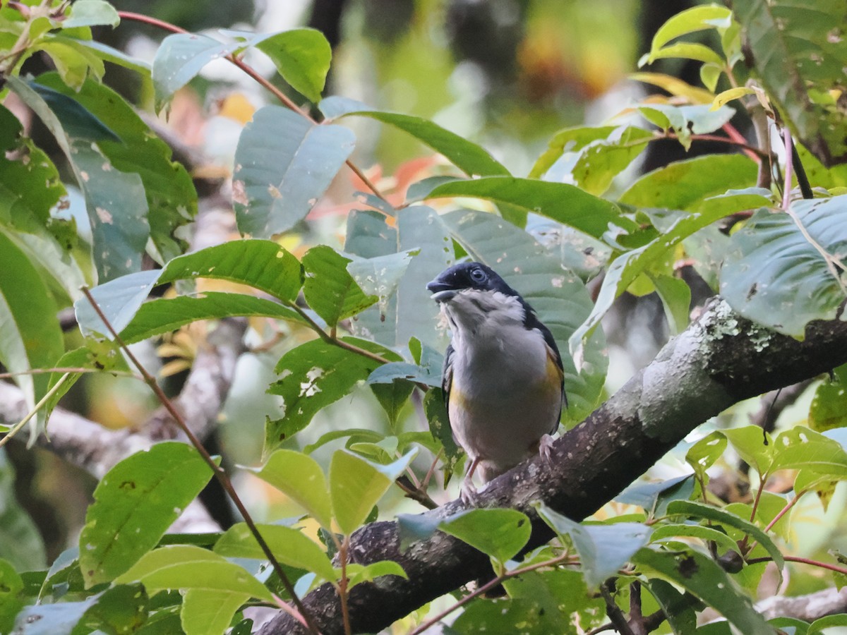 Black-headed Shrike-Babbler - ML643337684