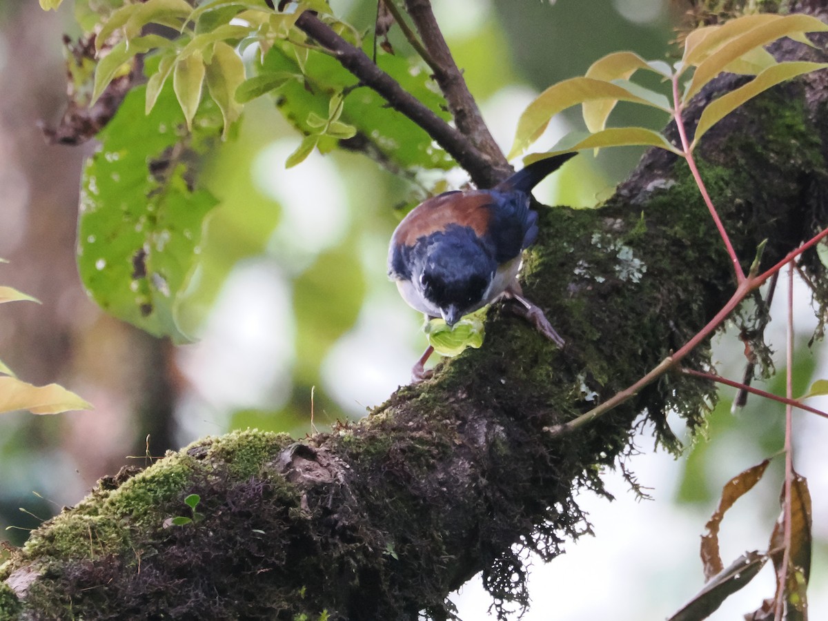 Black-headed Shrike-Babbler - ML643337685