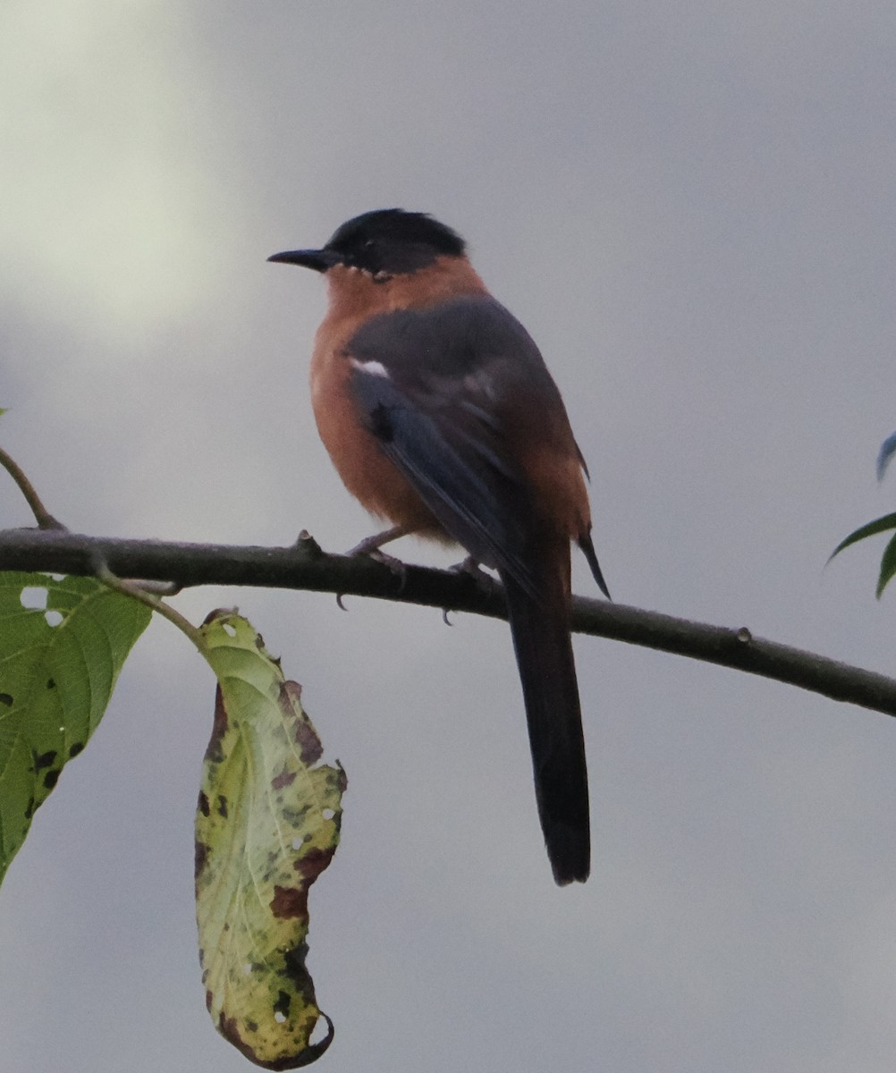 Rufous Sibia - ML643337703