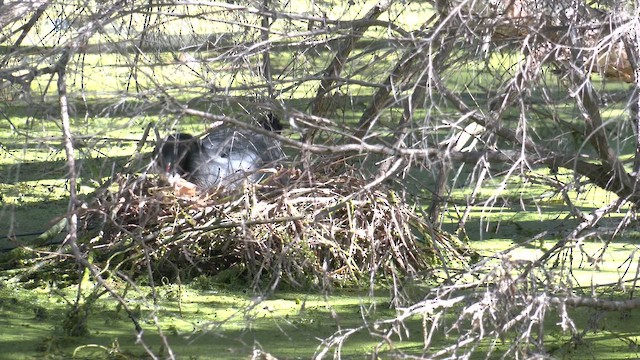 Eurasian Coot - ML643337737