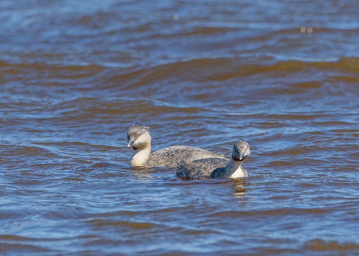 Hoary-headed Grebe - ML643337759