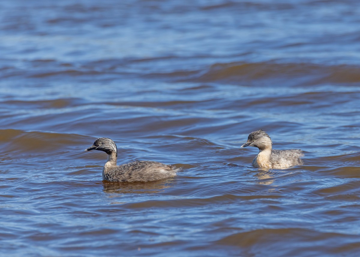 Hoary-headed Grebe - ML643337760