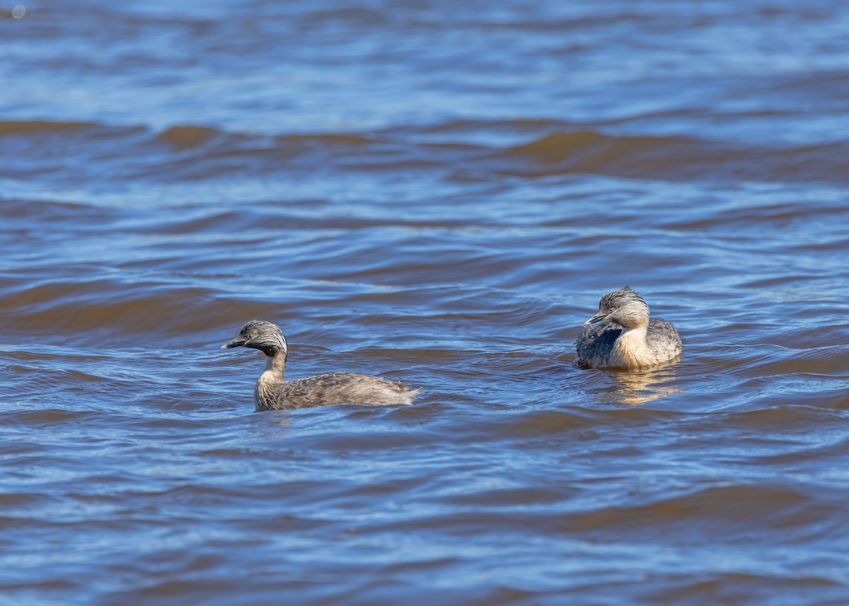 Hoary-headed Grebe - ML643337761