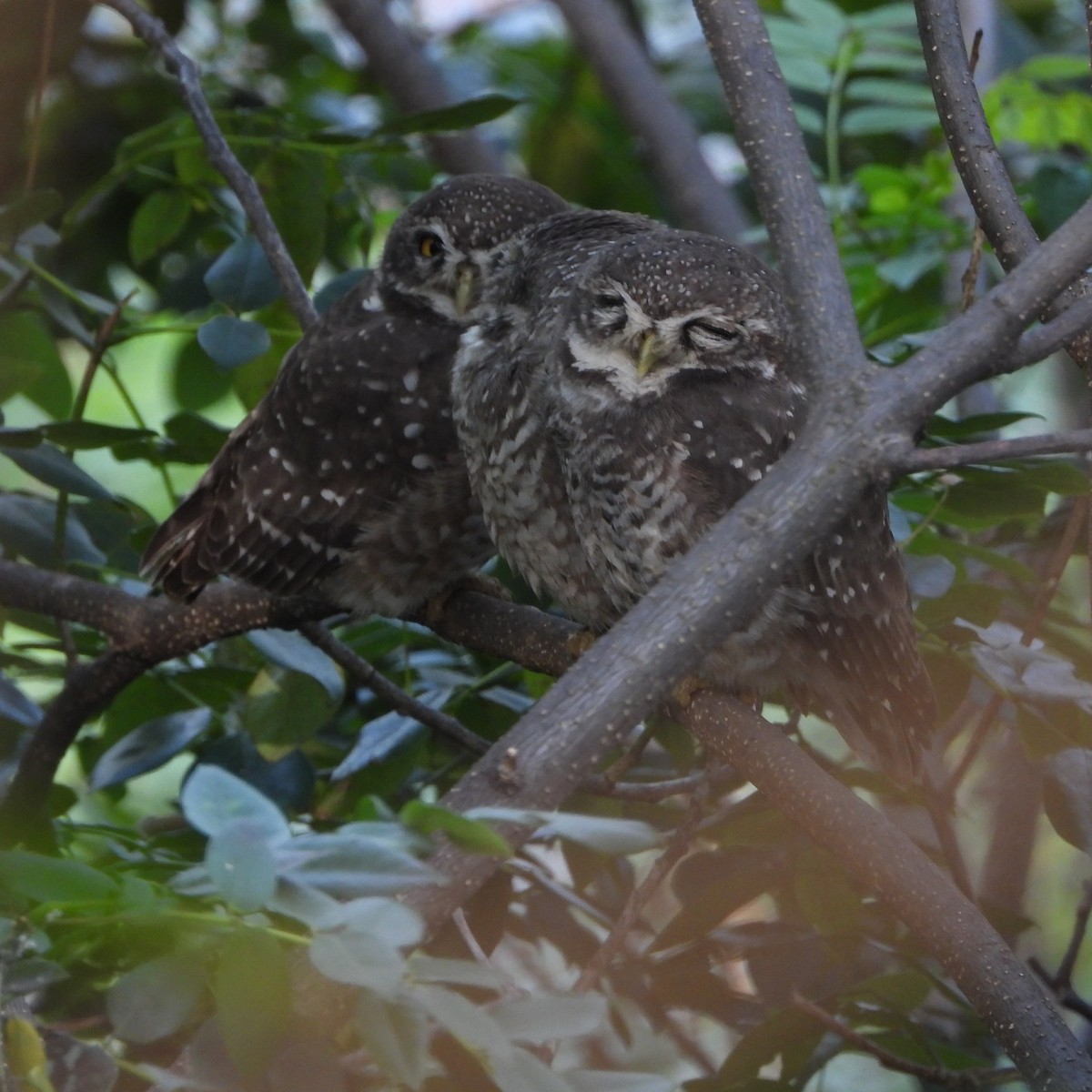 Spotted Owlet - ML643337765