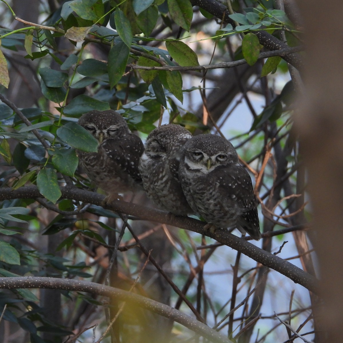 Spotted Owlet - ML643337766