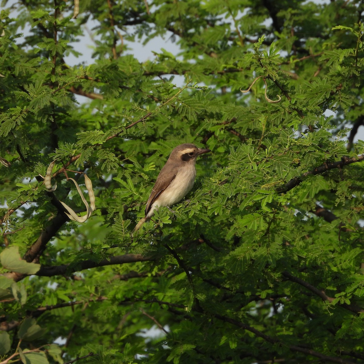 Common Woodshrike - ML643337779