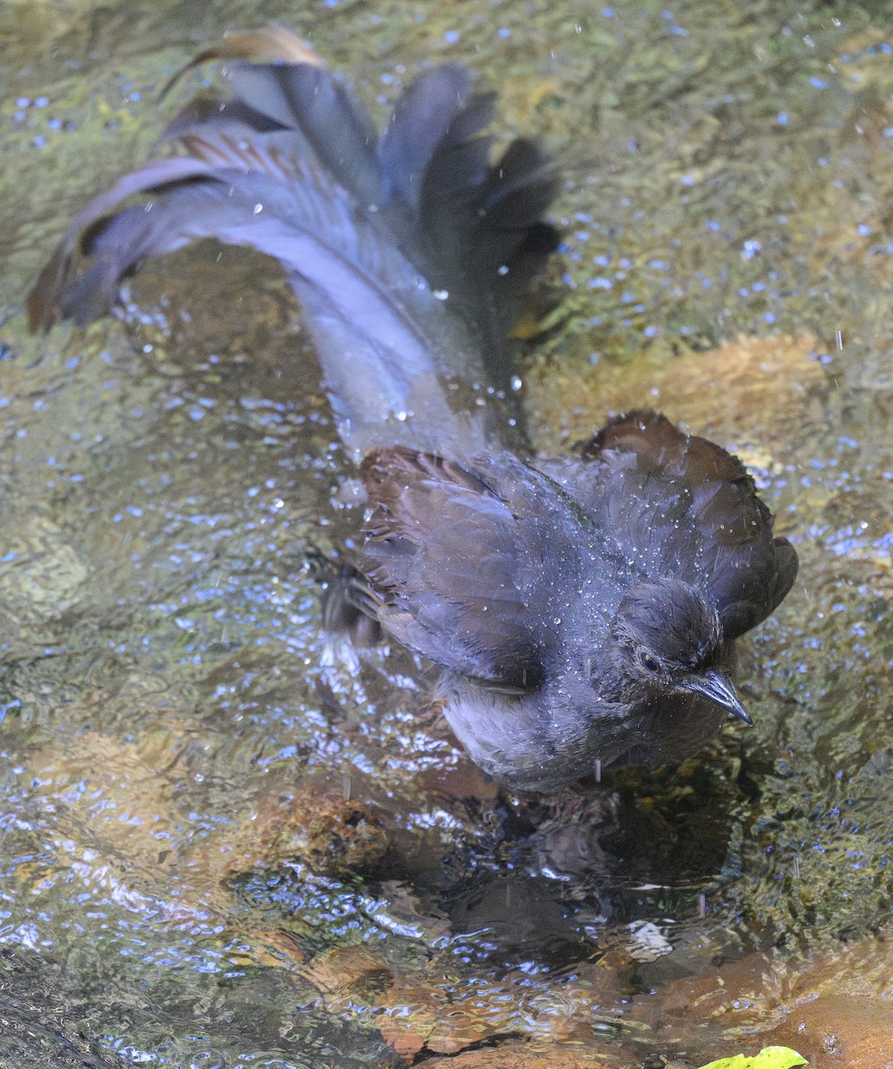Superb Lyrebird - ML643337826