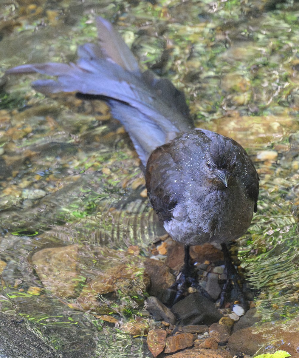 Superb Lyrebird - ML643337827