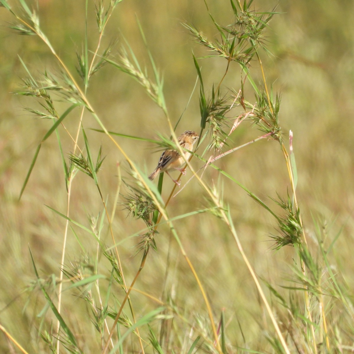 Zitting Cisticola - ML643337836